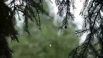 Rain Drops Falling From Trees with Wind | Relaxing Sound of Rain and Wind in Forest