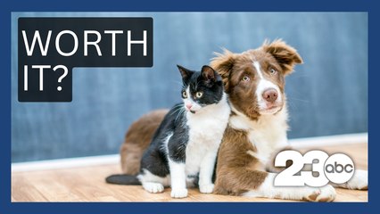 Is Pet Insurance Worth It?