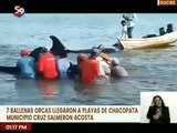 Sucre | En la Playa Chacopata se divisaron 7 ballenas orcas debido al cambio climático