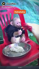 Monkey and hen funny video