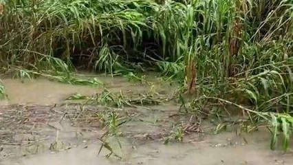 बुलंदशहर: उड़द और मूंग की फसलों पर आफत बनकर बरसी बारिश, किसान परेशान