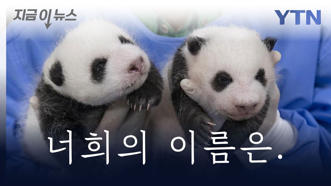 "쌍둥이 판다 이름 지어주세요"...에버랜드, 온오프라인으로 공모 [지금이뉴스] / YTN