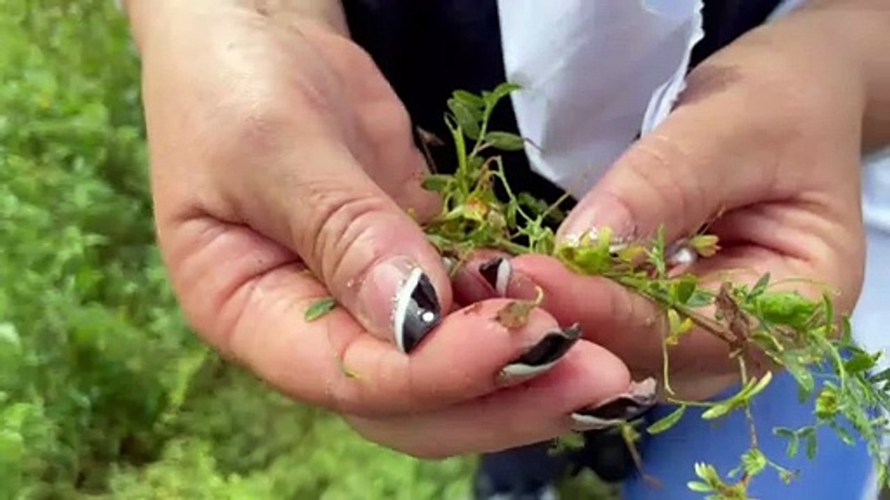 Les délicates et appréciées lentilles de Cilaos...