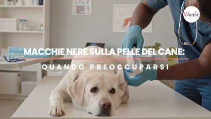 Macchie nere sulla pelle del cane: quando preoccuparsi