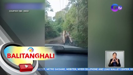 Illegal logging sa quezon, bistado; apat, arestado | BT