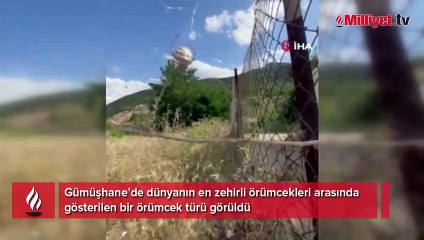 Gümüşhane’de dünyanın en zehirli örümceklerinden biri görüldü