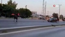 Bursa'da başıboş at kâbusu! Trafiği birbirine kattılar