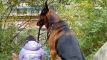 Un cane grande è seduto accanto a una bimba: all'improvviso ecco cosa succede (Video)