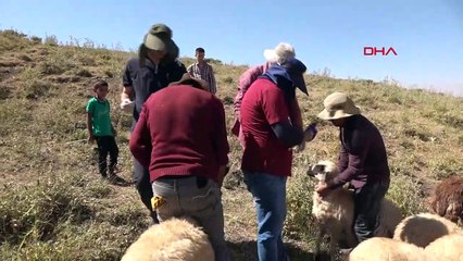 Yüksekova'da yaylalarda hayvan aşılama çalışmaları