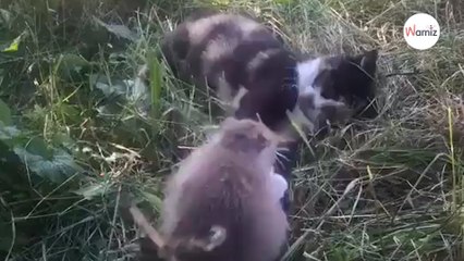 Adotta un gatto per sbarazzarsi dei topi, ma non si aspettava tale epilogo (Video)