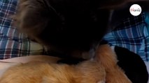 Maine Coon fa un gesto insolito con i gattini appena nati (Video)