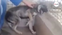 La reazione di un cane maltrattato quando viene accarezzato per la prima volta (Video)