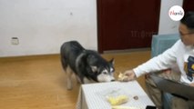 Dà il durian al suo Husky: la reazione del cane è esilarante! (Video)