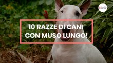 10 razze di cani con muso lungo!