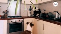 Il cane di casa vede i due gatti in cucina: la sua reazione non piace a nessuno (Video)