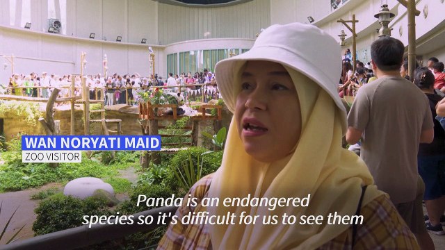 Giant pandas celebrate 17th birthday in Malaysia