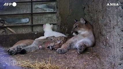 Download Video: Raro cucciolo di puma albino nato in uno zoo in Nicaragua