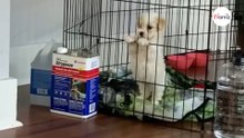 Di ritorno dal toelettatore, il suo cane la guarda in modo strano: che errore!