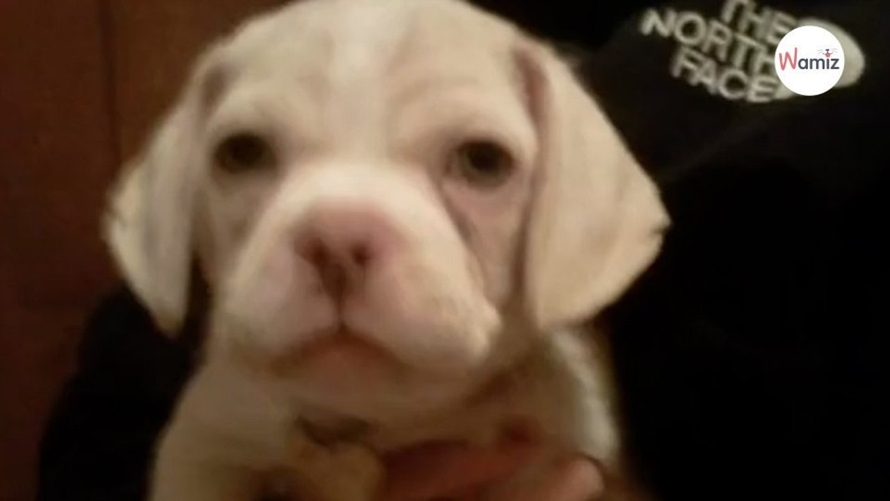 Famiglia adotta un dolce cucciolo: pochi mesi dopo diventa il "cane più brutto del mondo"