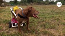 L'amore che unisce questa Pitbull e sua "mamma" tocca anche i cuori più freddi
