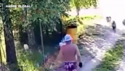 Korkuttuğu koç tarafından düşürülen adam kahkahaya boğdu