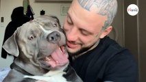 Fa uno scherzo al suo American Bully: la reazione del cane è virale (Video)
