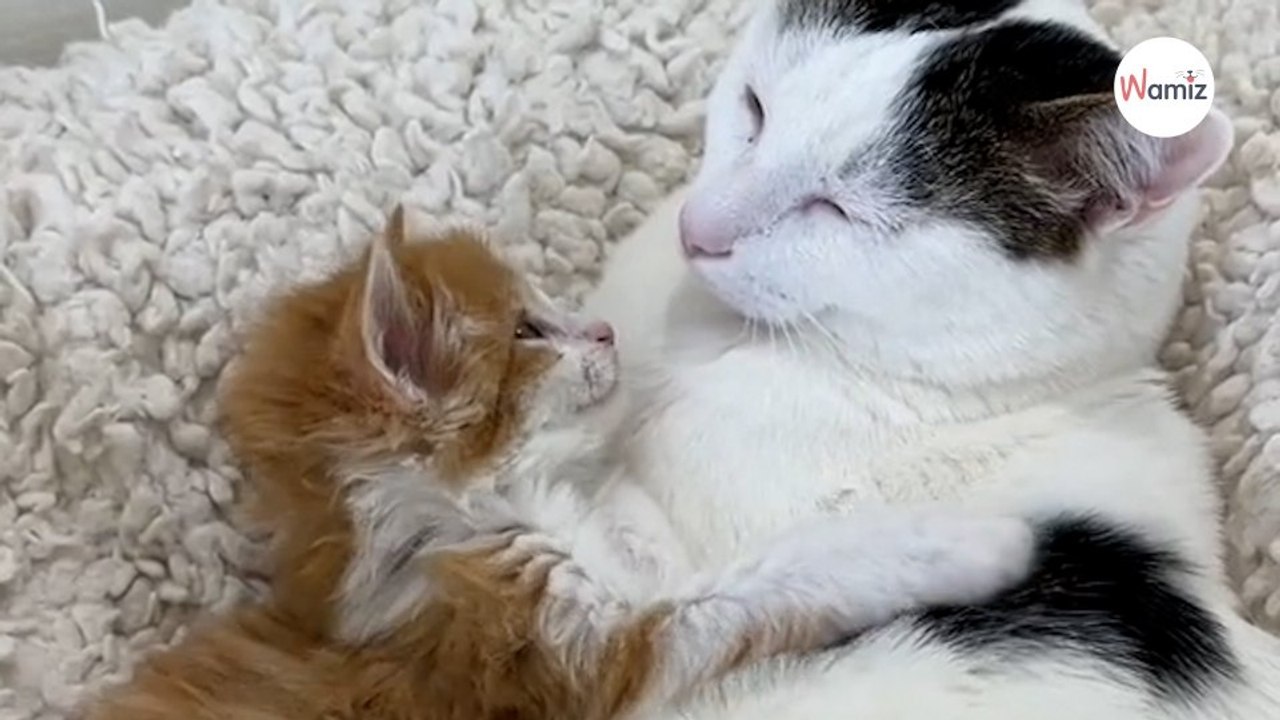 Porta a casa un gattino: ecco la reazione del micio di casa! (Video)