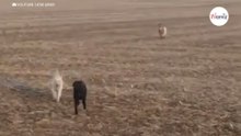 Labrador scomparso torna a casa, ma porta con sé due strani amici (Video)
