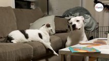 Il gatto ordina al cane di sdraiarsi e lui obbedisce: il web piange dalle risate (Video)
