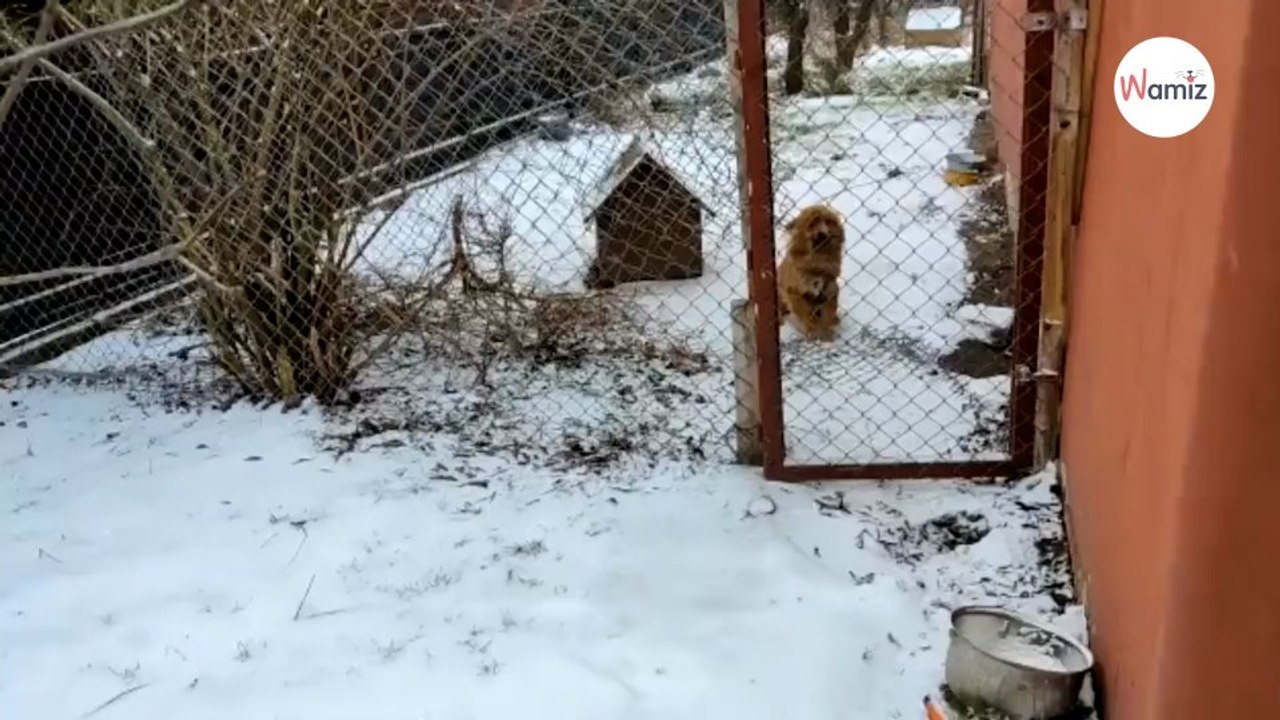 Salvano un cucciolo incatenato da una vita: la sua reazione scioglie i cuori (Video)