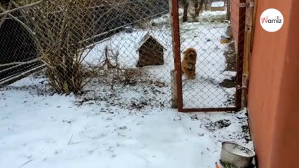 Salvano un cucciolo incatenato da una vita: la sua reazione scioglie i cuori (Video)