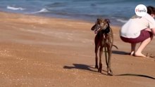 Adotta un Galgo randagio: ecco la prima cosa che fa entrando in casa (Video)