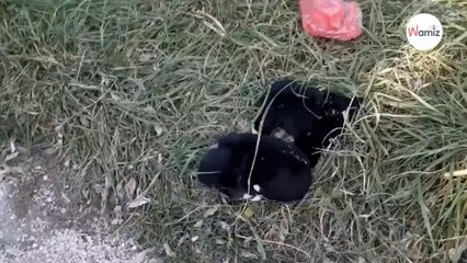 Mamma cane in lacrime chiede aiuto per i suoi cuccioli (Video)