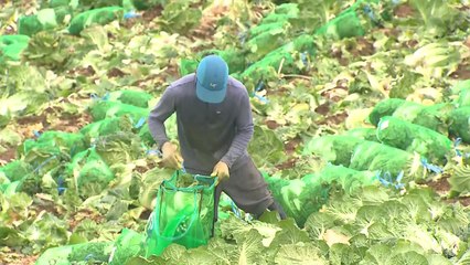 [녹색] 수급 불안정 '여름배추'...준고랭지 재배기술 개발 주력 / YTN
