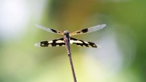 Zoom in on a perched dragonfly