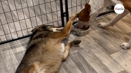 Cagnolina alleva un cucciolo di coyote: anni dopo si ritrovano e commuovono tutti (Video)