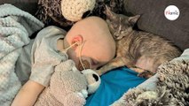Bambino di 14 mesi si ammala: adottano un gattino e rimangono senza parole