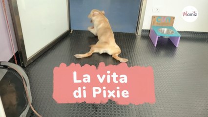 Dal carrellino al miracolo: la vita di Pixie potrebbe improvvisamente cambiare (Video)