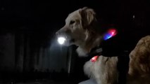 Labrador gira di notte con una luce in bocca: nessuno avrebbe immaginato perché (Video)