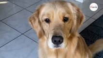 Porge un panino al suo cane: la sua reazione affascina milioni di persone (Video)