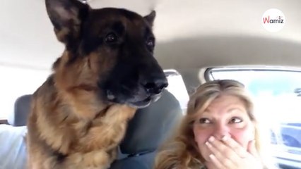 Pastore Tedesco reagisce quando si rende conto di dove lo stanno portando (Video)