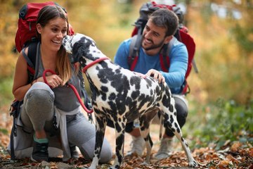 Descubre Los Mejores Perros Para Hacer Senderismo Con Ellos