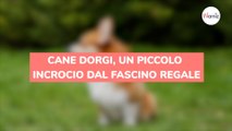 Cane Dorgi, un piccolo incrocio dal fascino regale