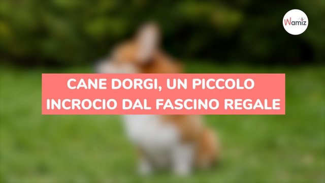 Cane Dorgi, un piccolo incrocio dal fascino regale