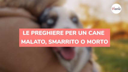 Le preghiere per un cane malato, smarrito o morto