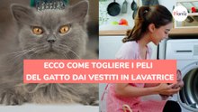 Ecco come togliere i peli del gatto dai vestiti in lavatrice