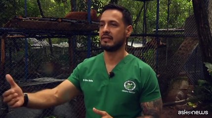 Il raro cucciolo albino di puma nato in Nicaragua
