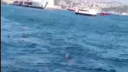 İstanbul Boğazı'nın asıl sahipleri geri döndü