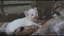 Il raro cucciolo albino di puma nato in Nicaragua