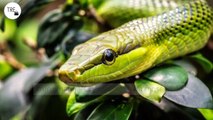 Mantener las serpientes siempre lejos de casa: siete trucos naturales y sencillos para conseguirlo